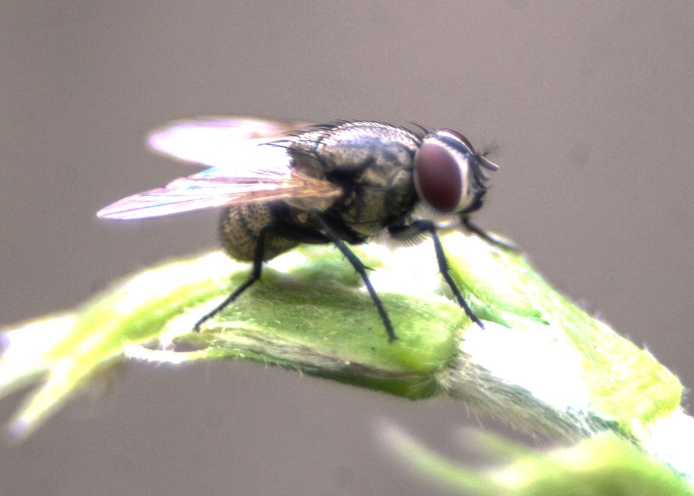 A FLY