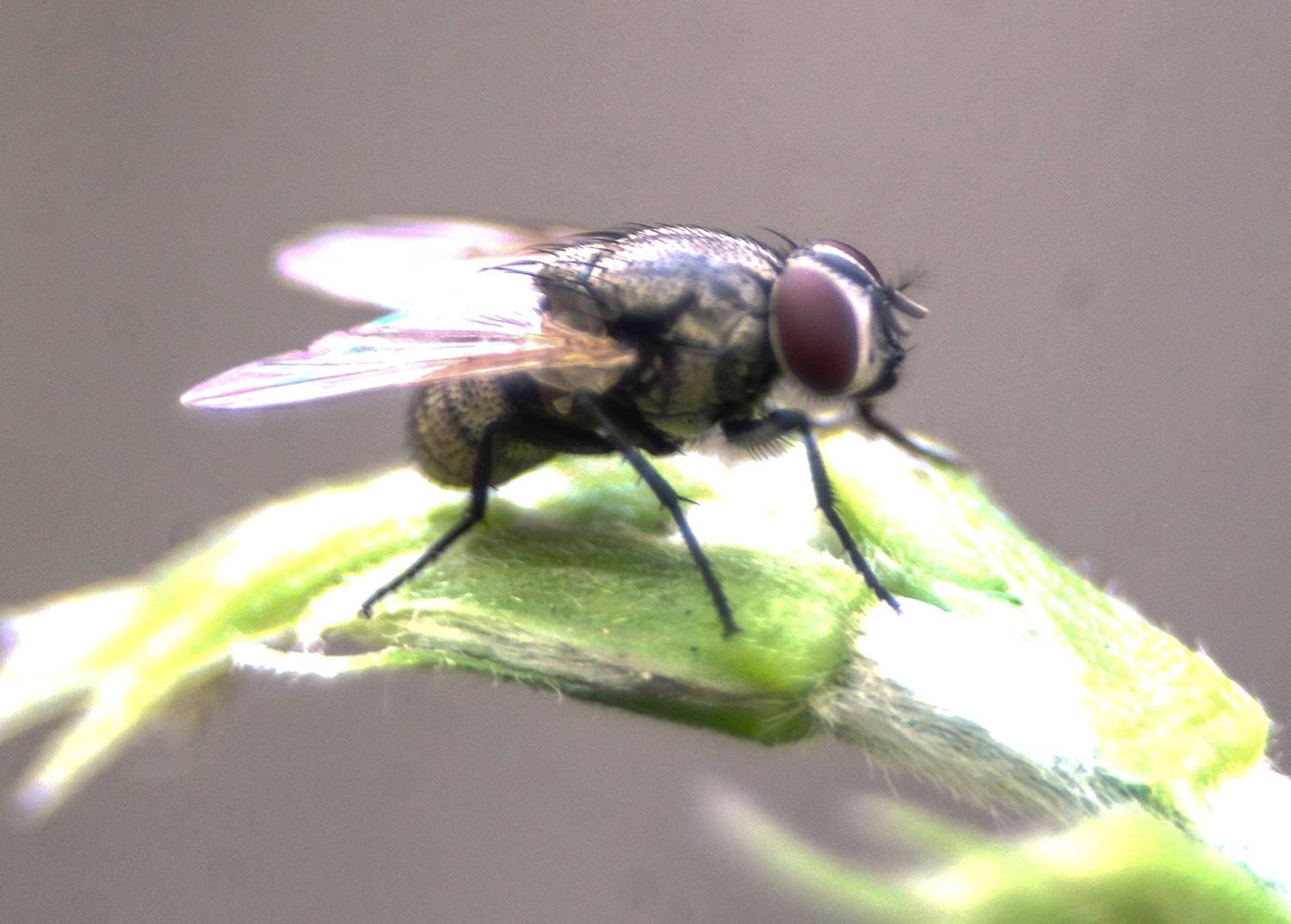 A FLY
