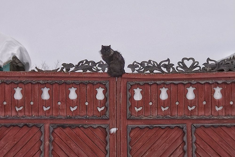 Фотография автора Ольга Шангареева
