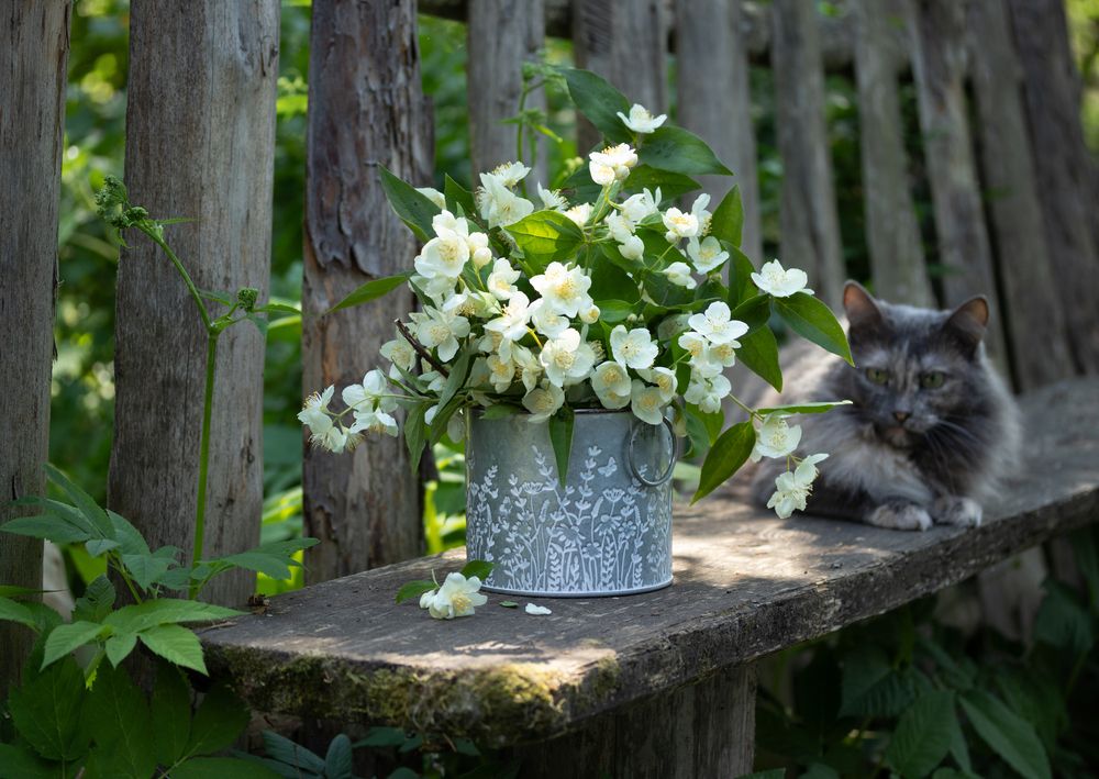 Photograph by Елена Коврижных