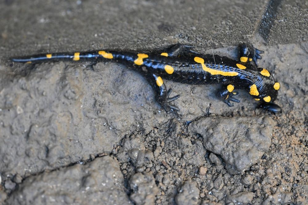 Photograph by Ljiljana Nedeljković