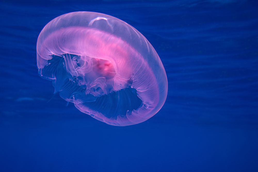 Photograph by Arina Bogachyova