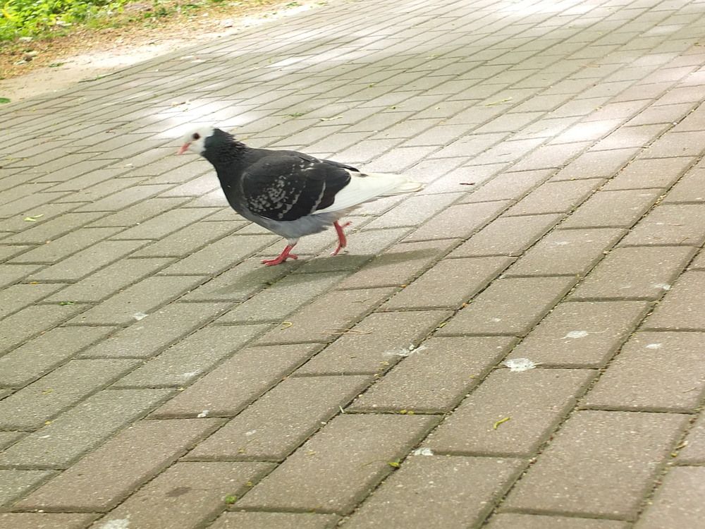 Photo #13671177