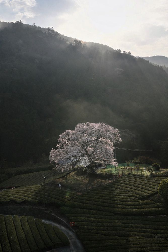 Photograph by 杉山 皓太郎