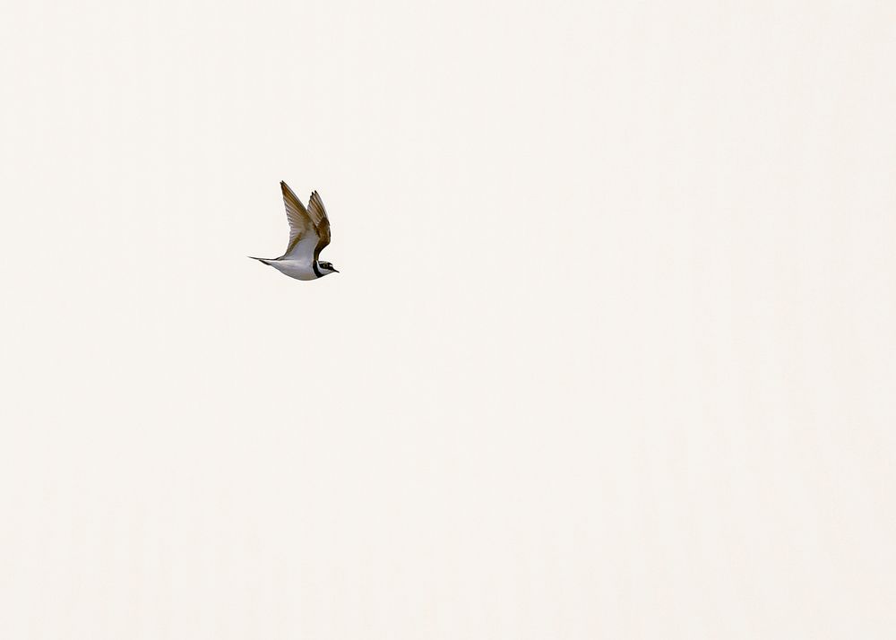 Lonely Flight