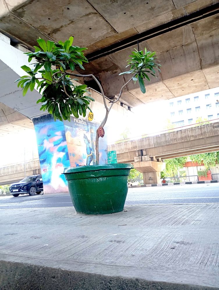 Life under Flyover.