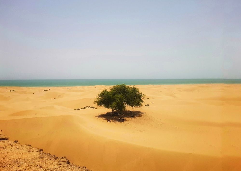 Lonely tree