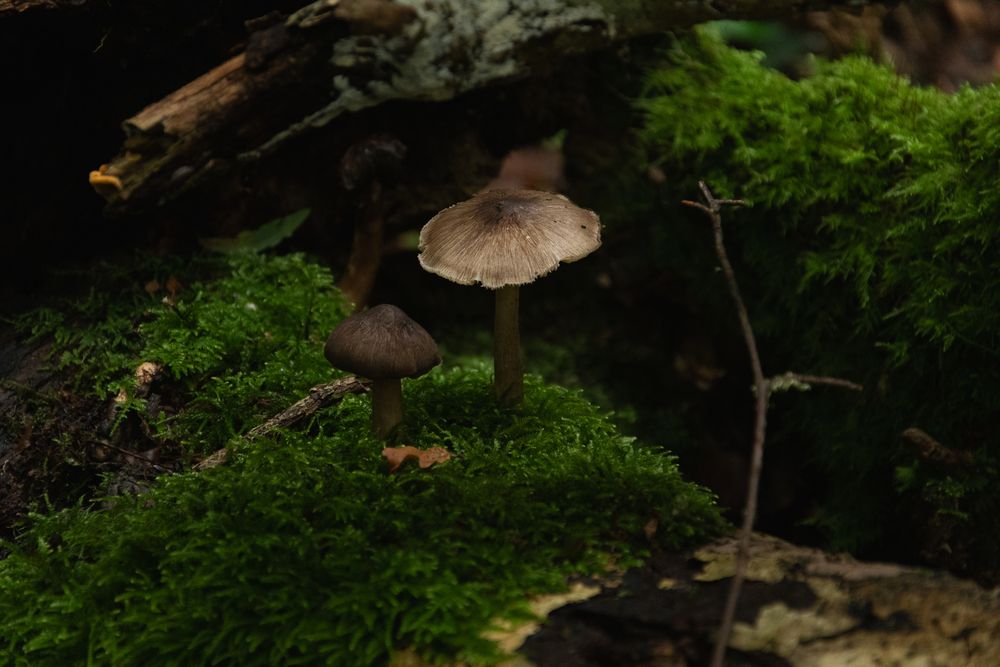 Photograph by Aurelien Forcard
