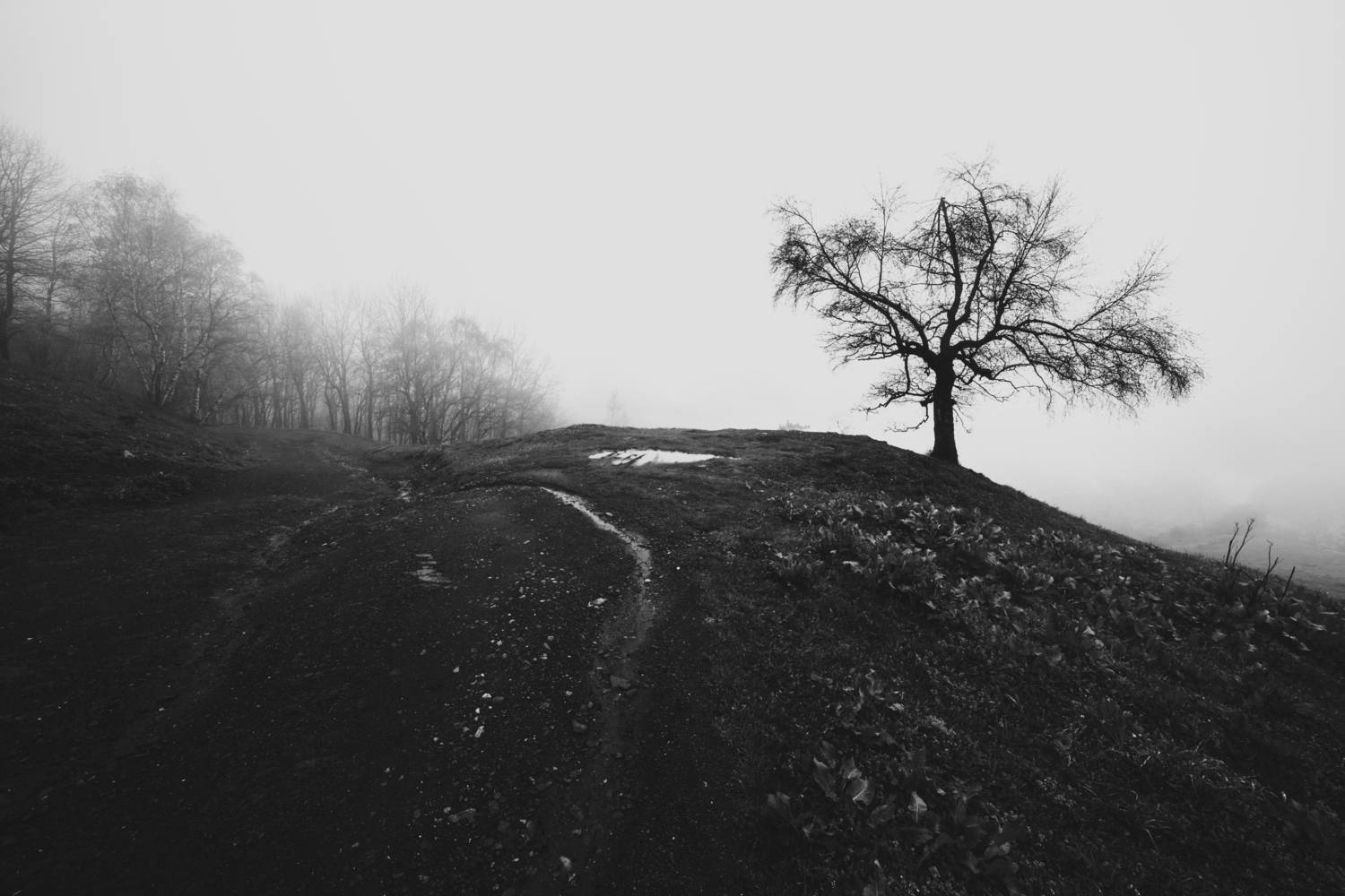 Photo #13672335