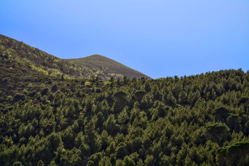 Green forested hills under a clear blue sky