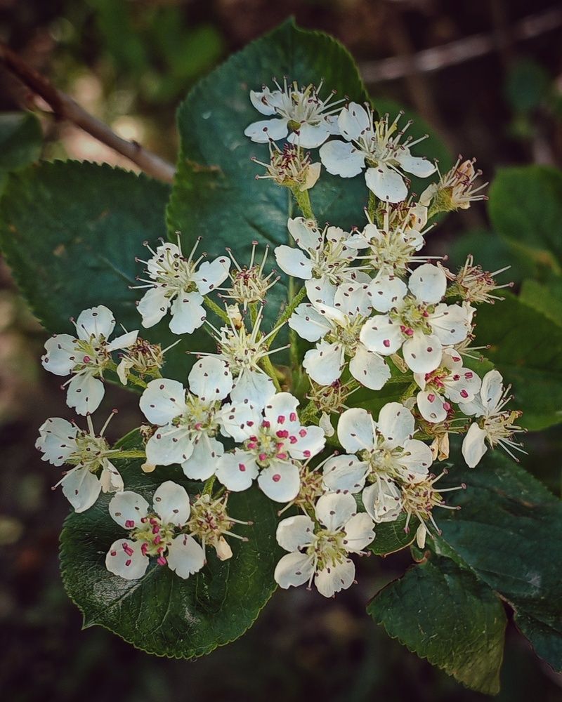 Photograph by Сергей Кошин