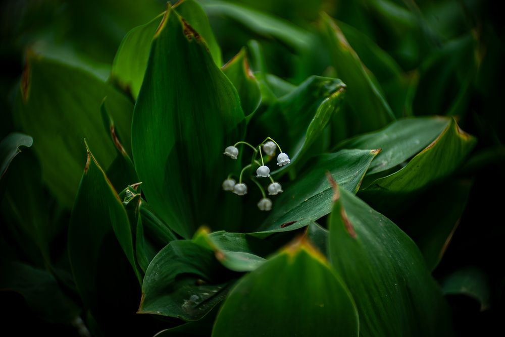 Photograph by Алексей Копцев
