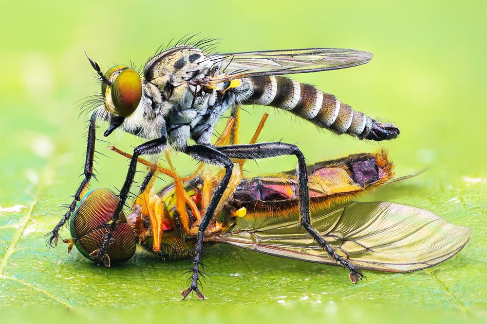 Robber fly
