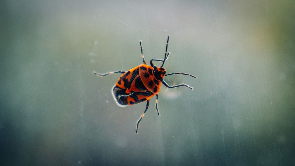 Photograph by Виталий Панченко