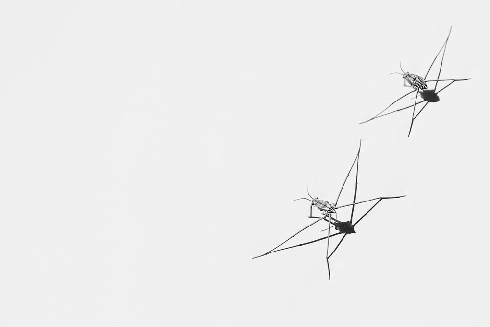 String Figures / Floating Solitude