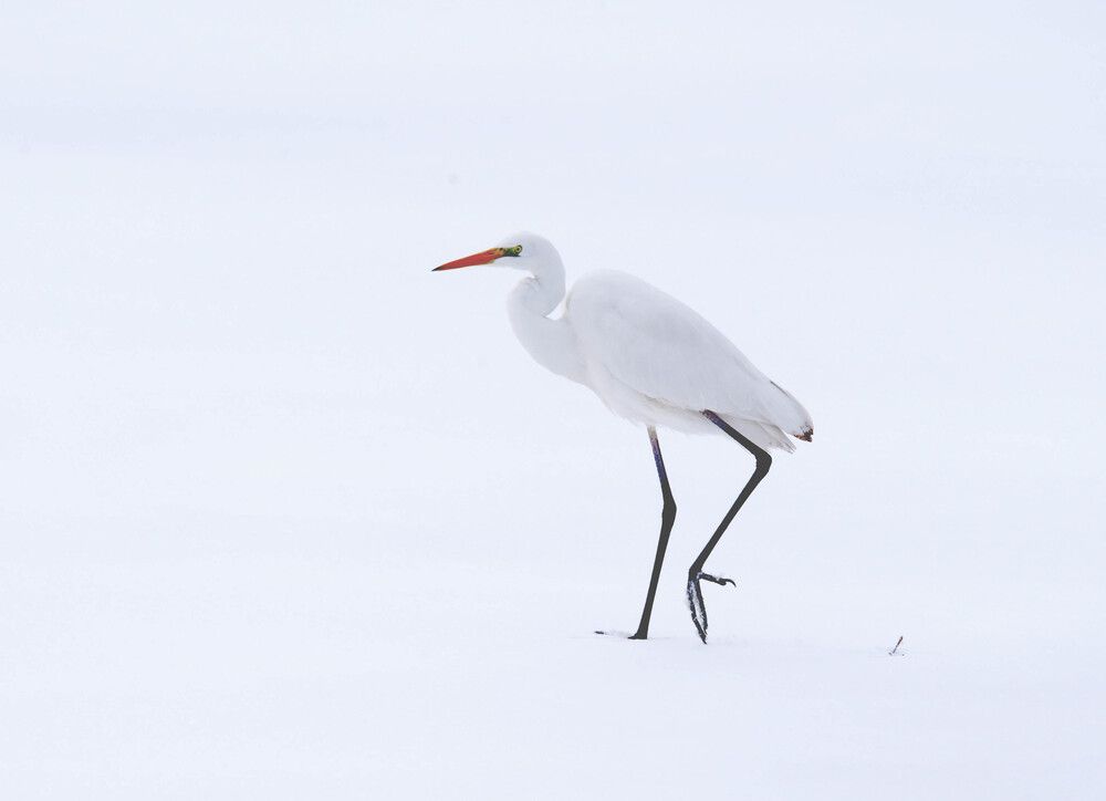 Photograph by Михаил Белоусов