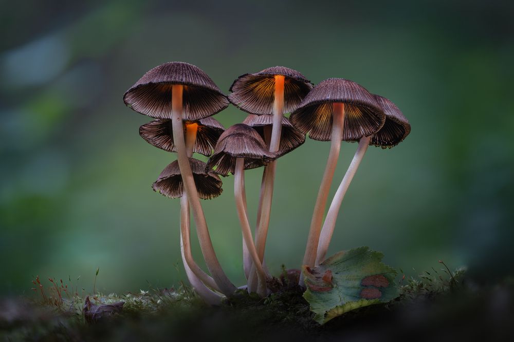 Photograph by guntis zebergs