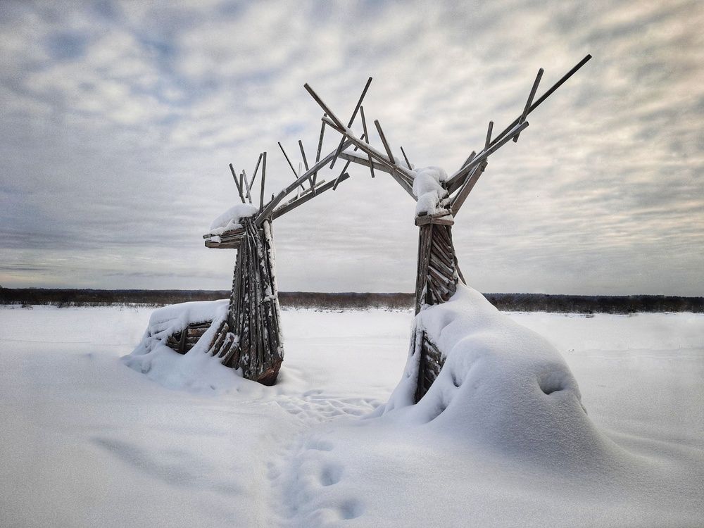 Олени