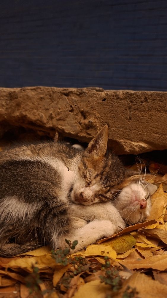Gatitos