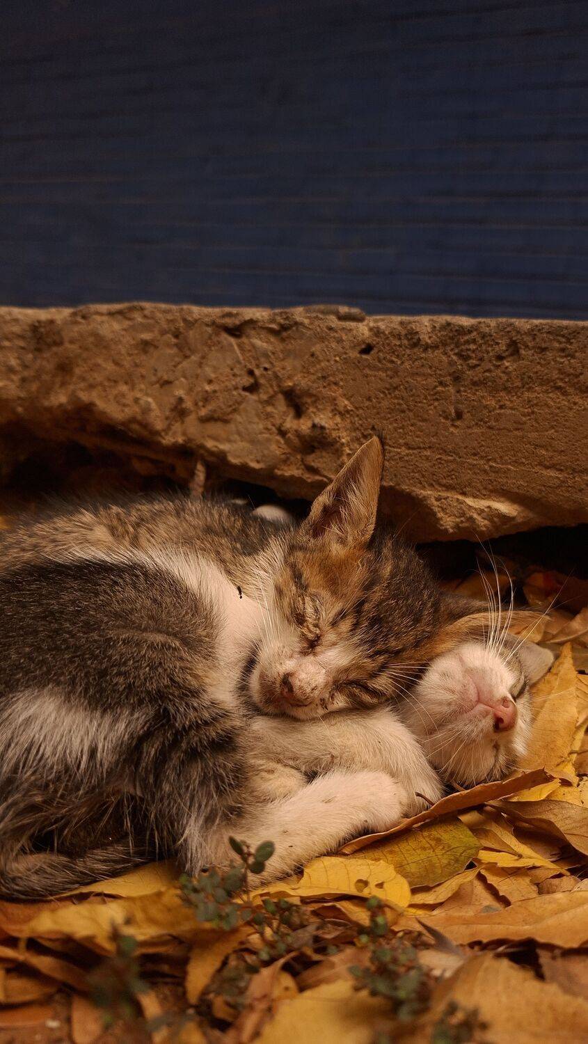 Gatitos