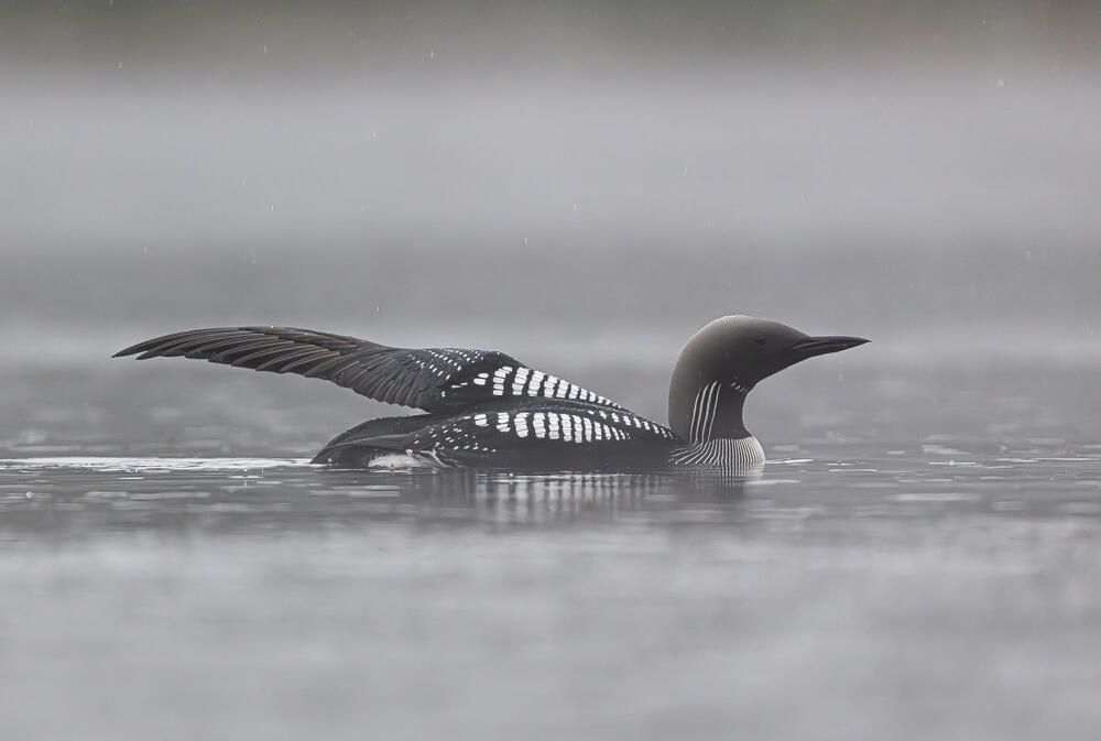 Photograph by Александр Белов