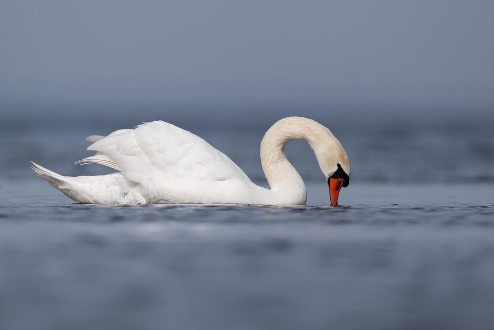 Photograph by Александр Белов