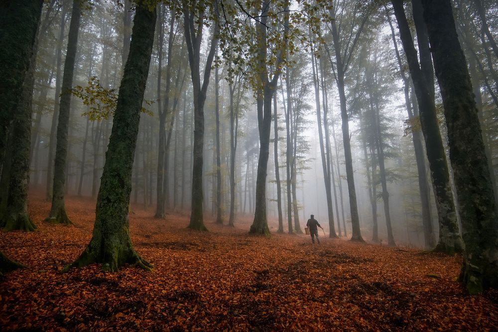 Nel silenzio della faggeta