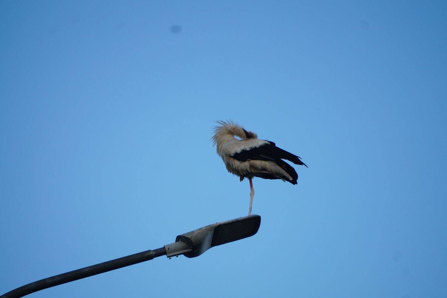 Photo #13673660