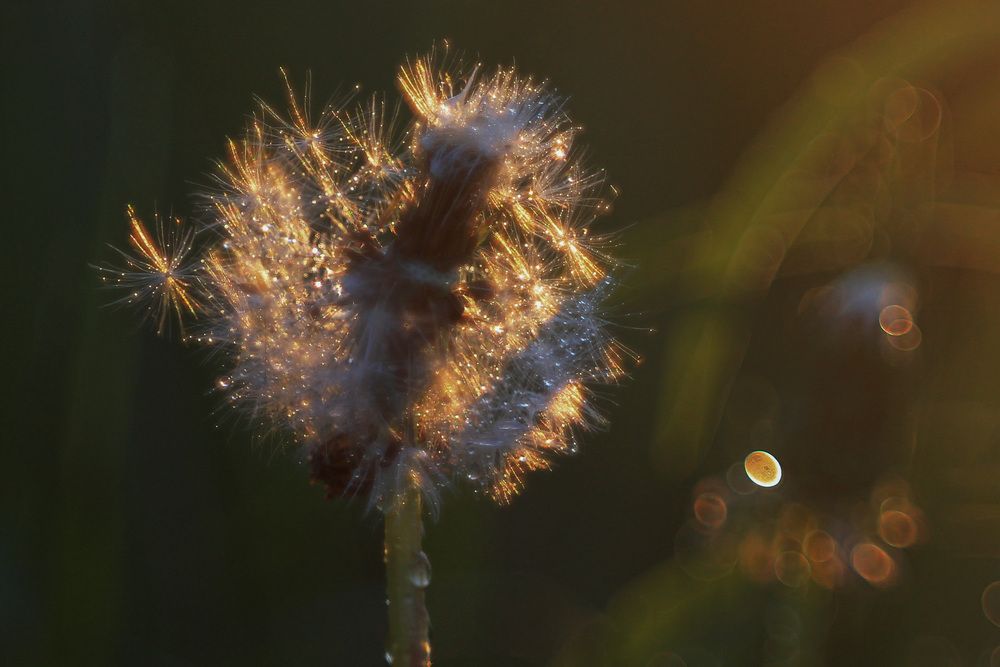 Photograph by Елена Шмырова