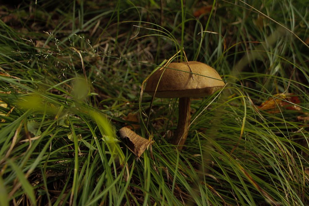Photograph by Елена Шмырова