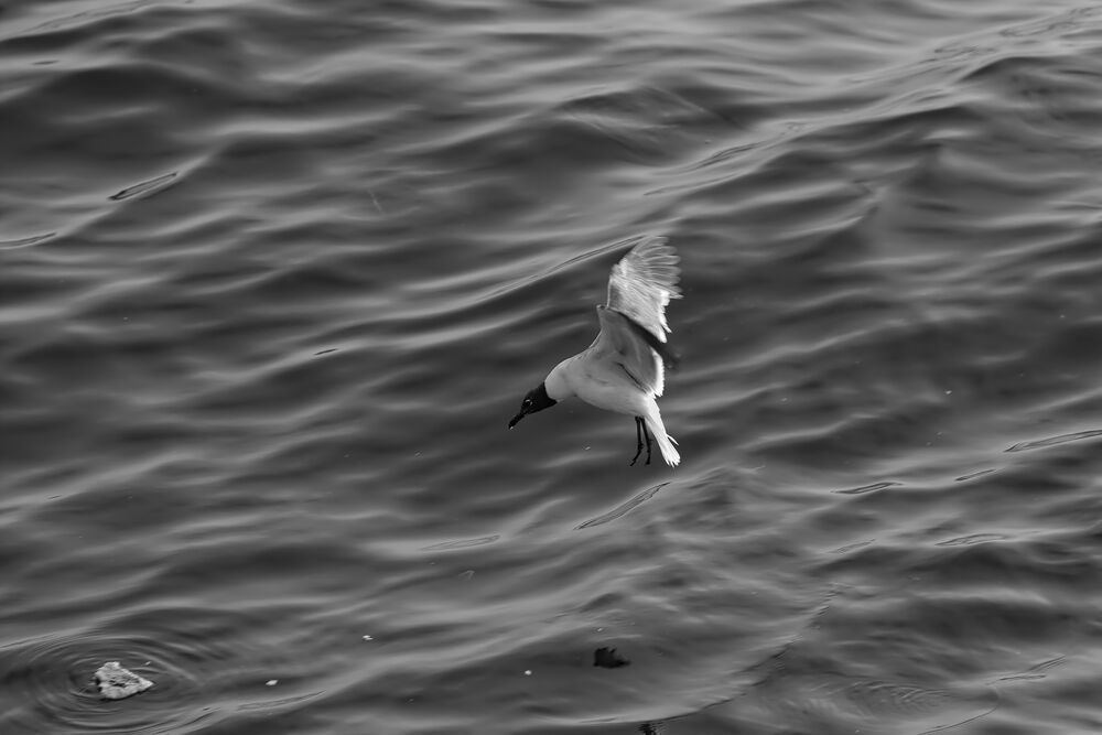 Photograph by Oleg Chemodanov