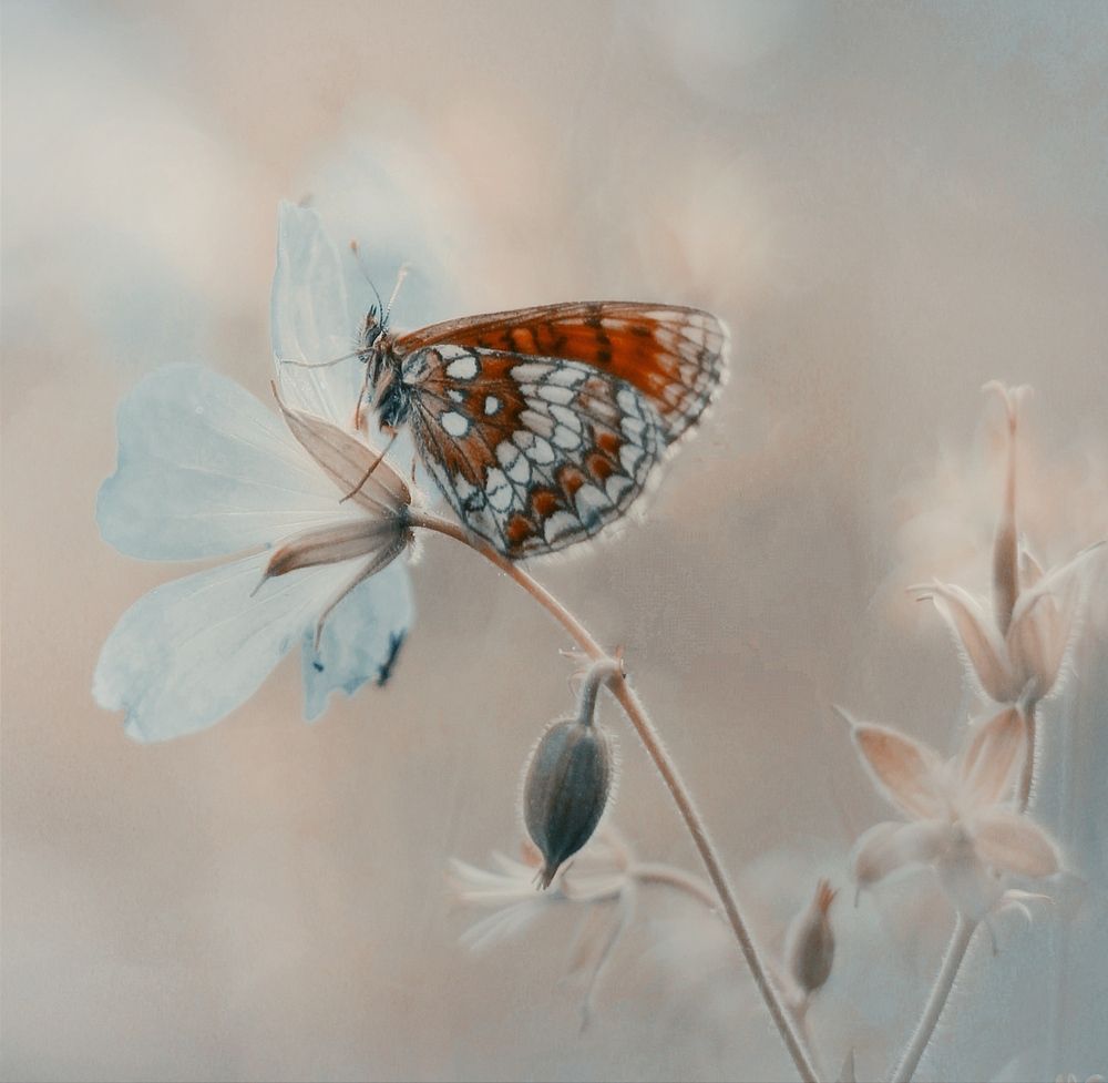 Photograph by Валентина Евсеева