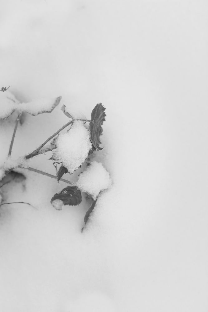 Photograph by Надежда Виденина