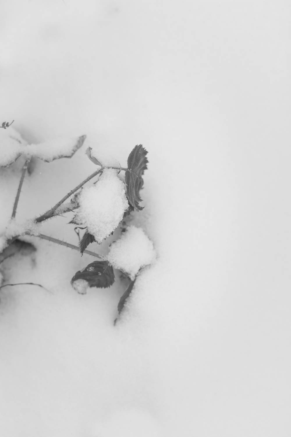 Photo #13674515