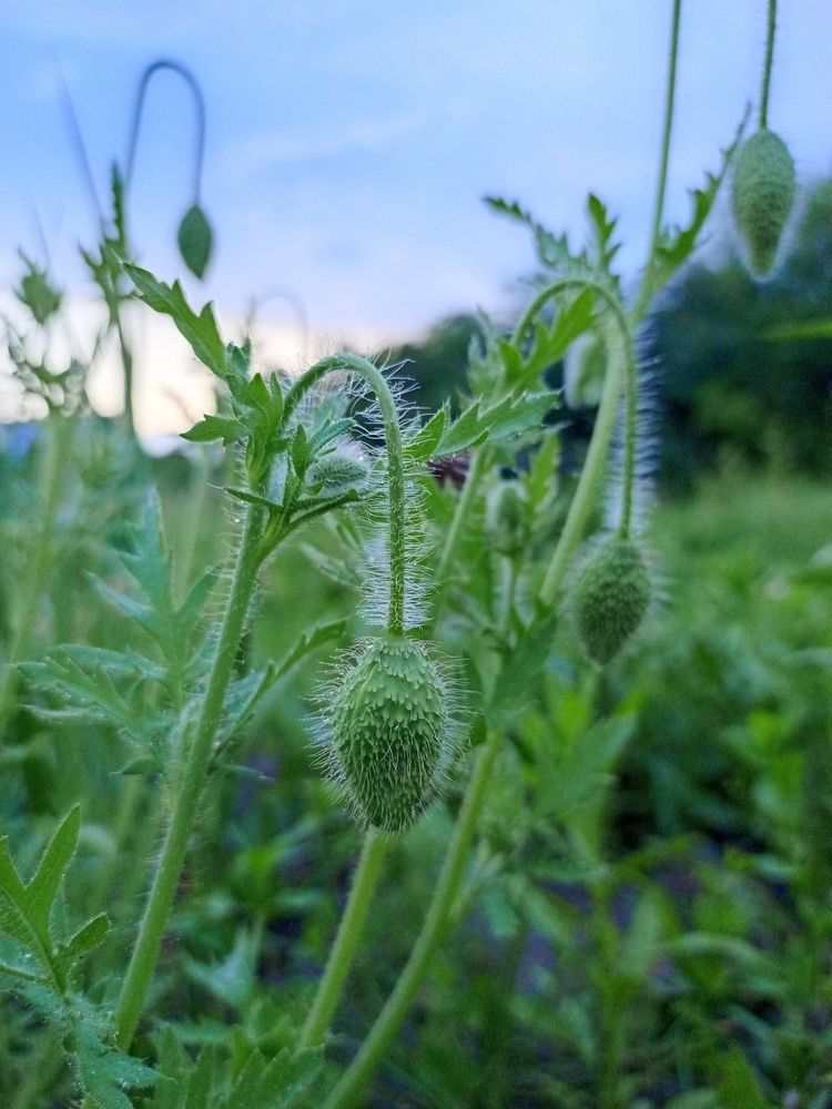 papaver umbonatum