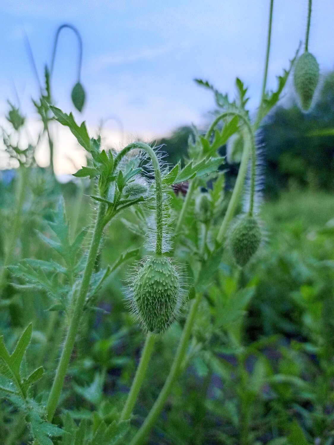 papaver umbonatum