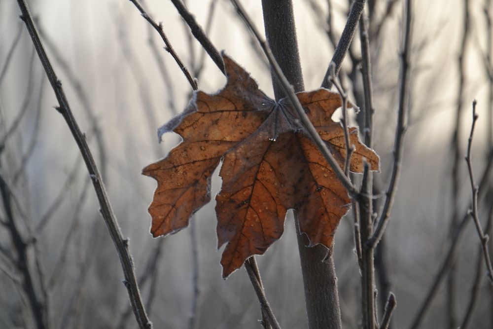 Photograph by Николай Дмитриев