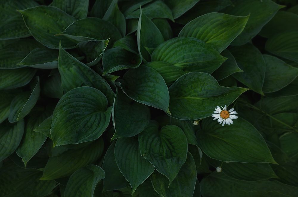 Photograph by Щепотина Татьяна