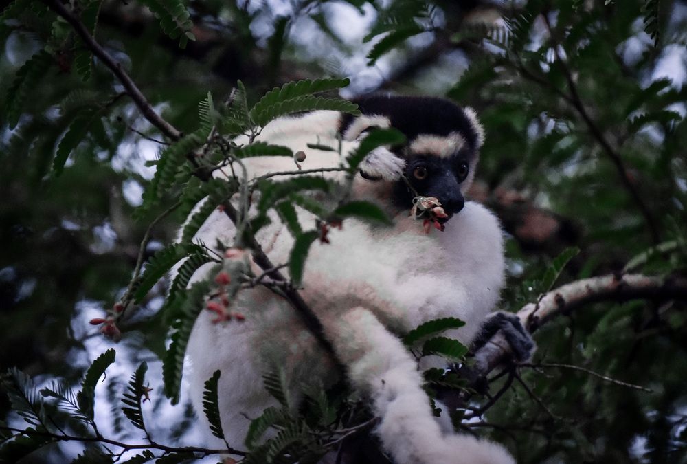 The Last Meal Before Nightfall