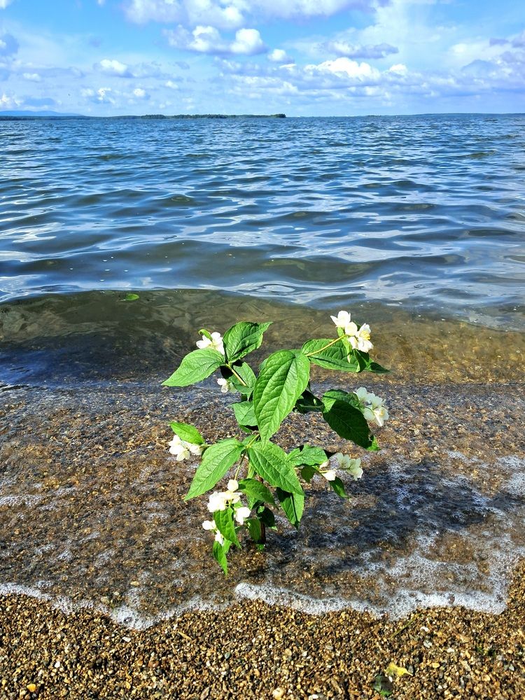 Photograph by Ирина Александрович