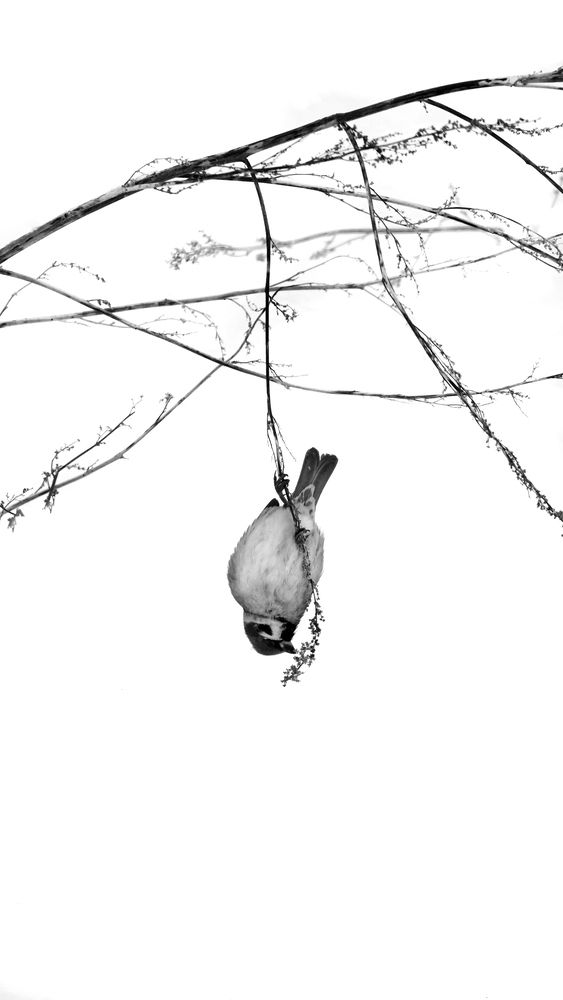 Photograph by Андрей Щербинин
