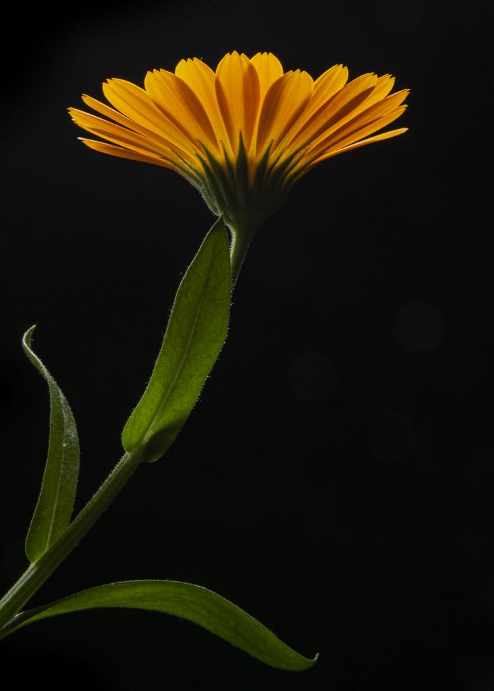 Photograph by reza haghjooy