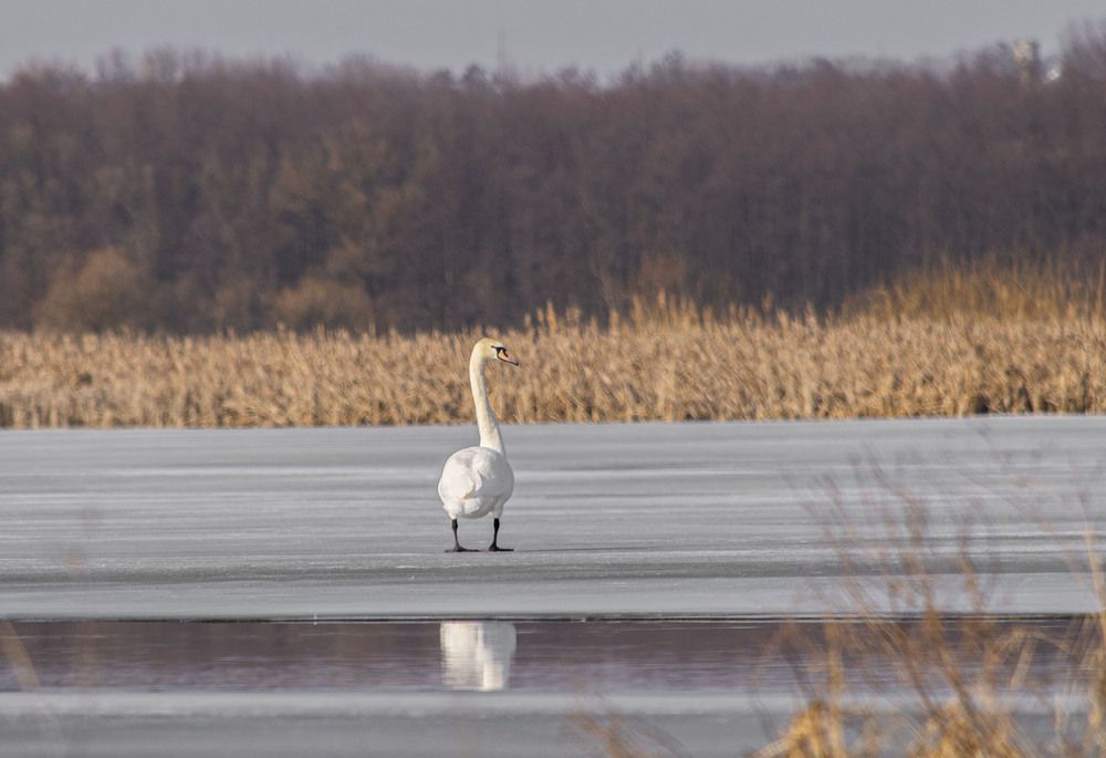 Photograph by Алексей Сиваков