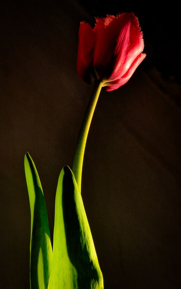 Photograph by Татьяна Сиволобова