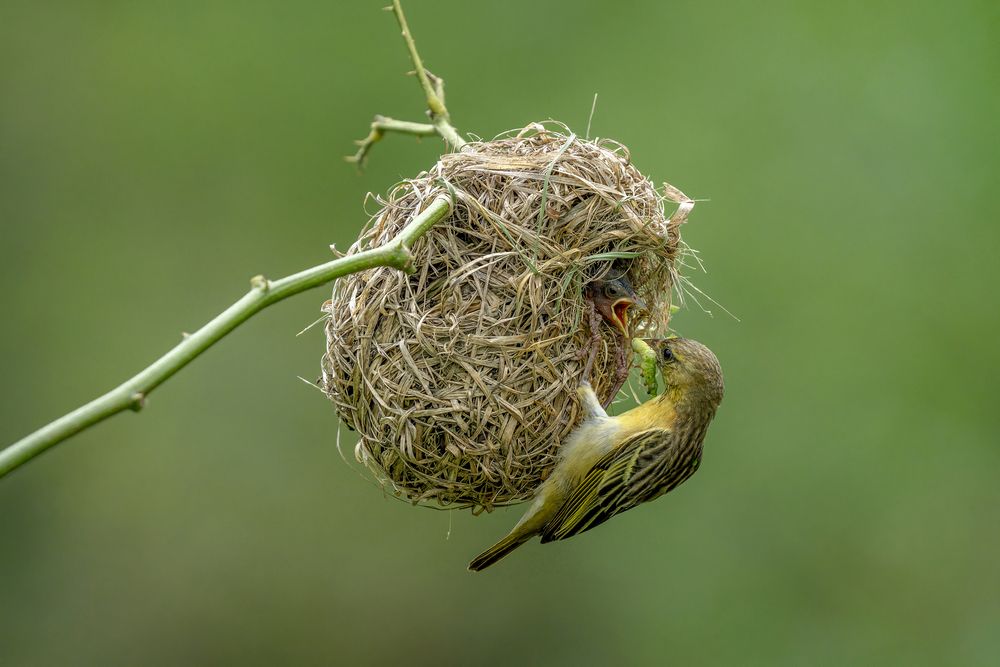 Village Weaver Feeding