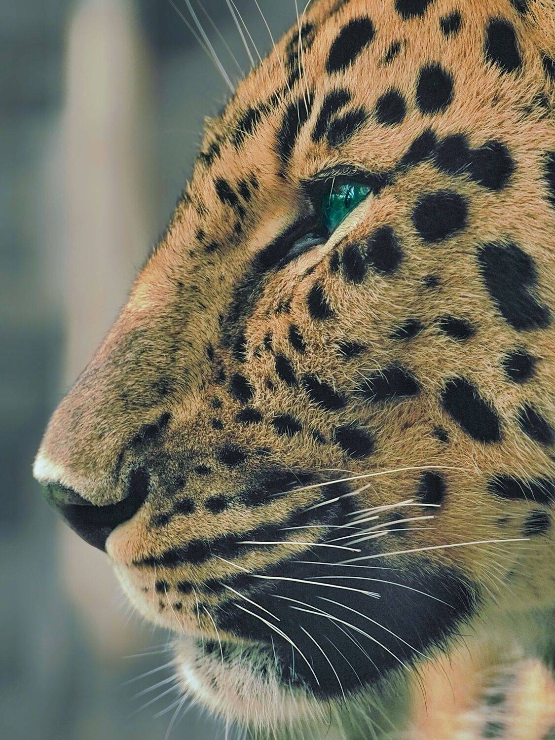 Elegance