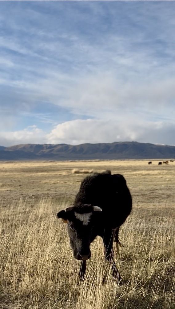 Whispers of the endless steppe.