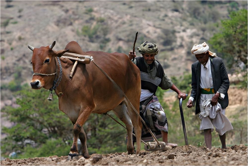 Legacy of the Land: Generations\' Struggle in the Yemeni Highland