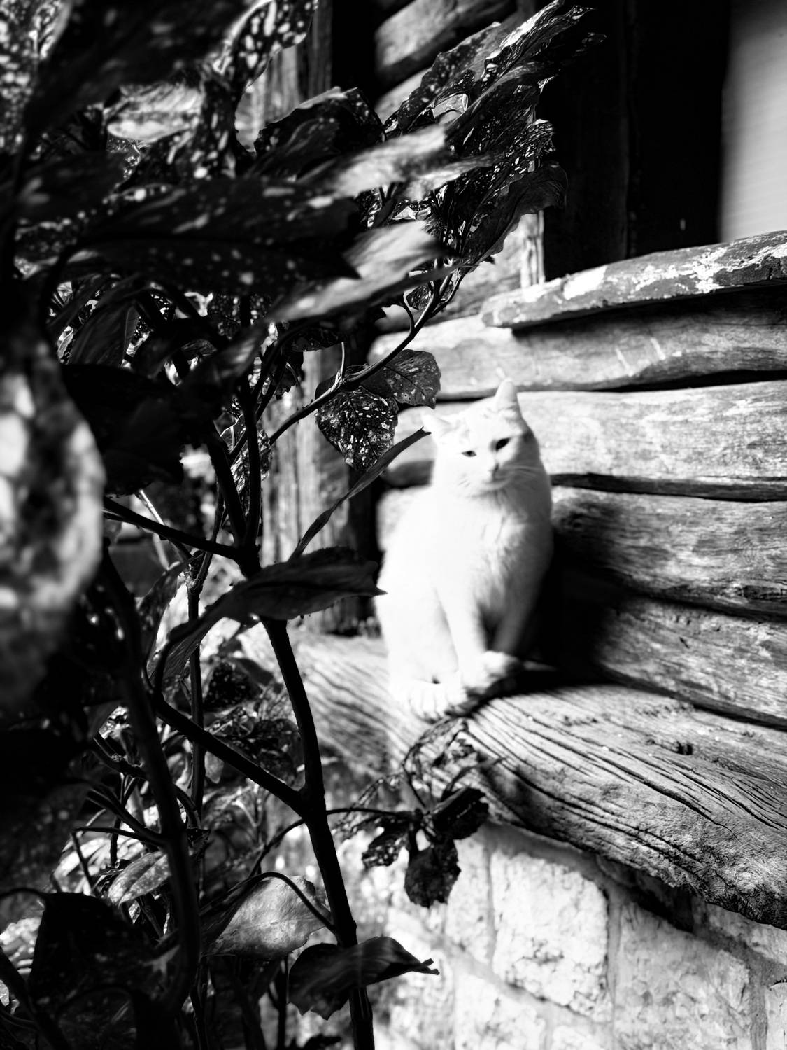 Photo #13677678