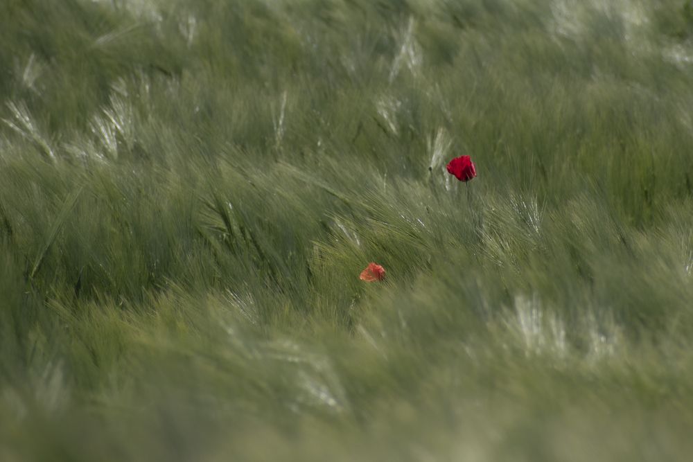 Photograph by Szilvia Farkas